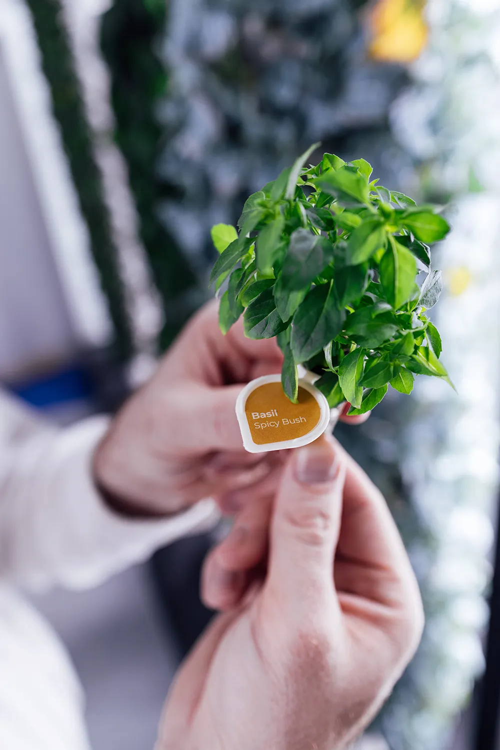 Massey holding a gro pod